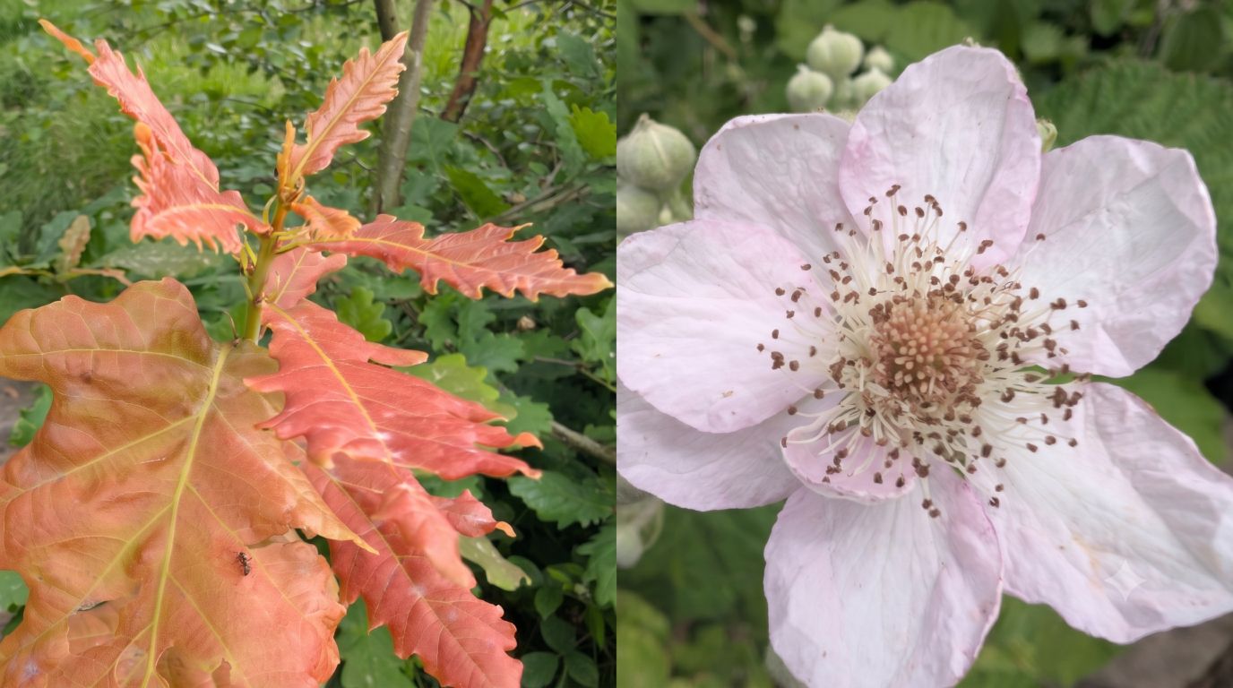 Autumn Signs