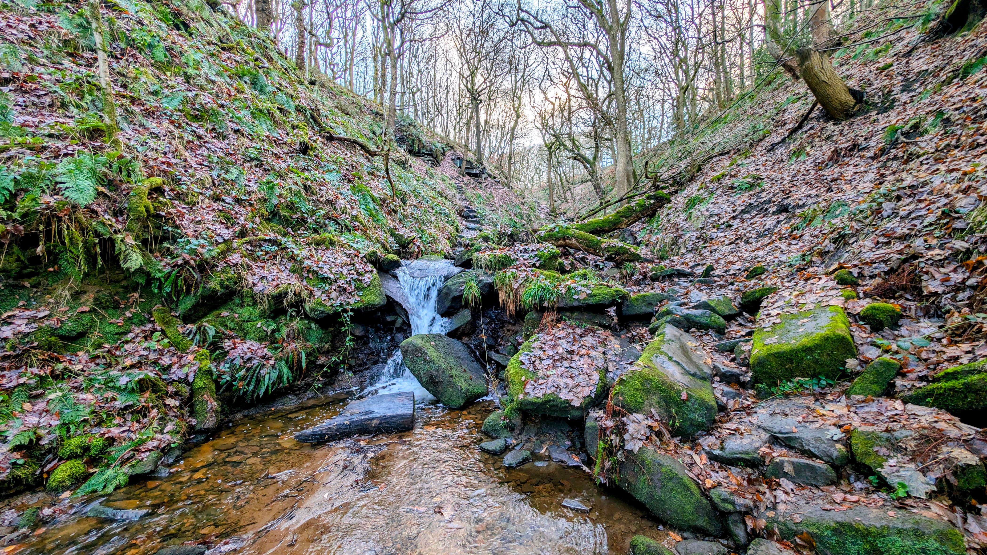 Maple Dean Clough, Norland Moor, Halifax, UK.