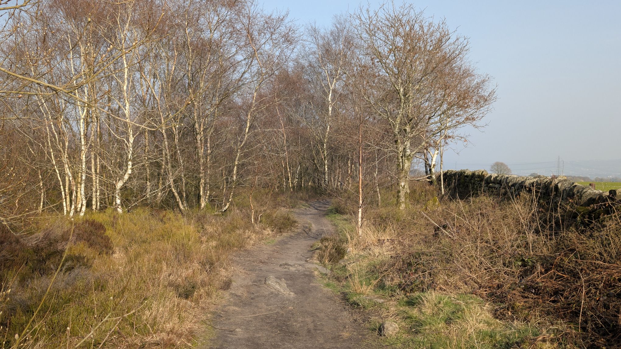Norland Moor Trees